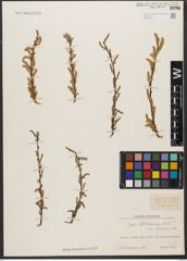Foto von Salix wilhelmsiana M. Bieb.
